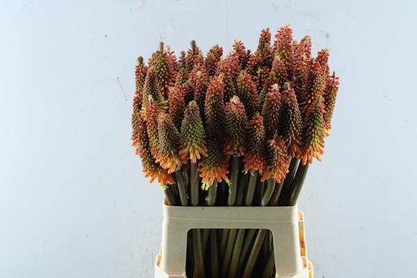 <h4>Kniphofia Alcazar(oranje) L 55</h4>