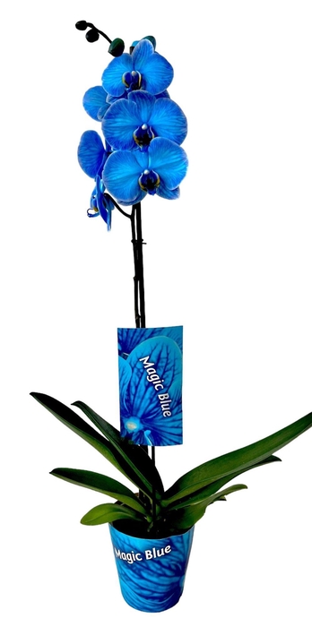 <h4>Magic Blue 1 tak</h4>
