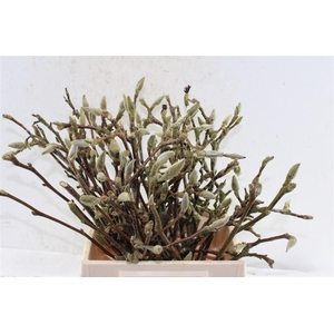 Magnolia Grandiflora