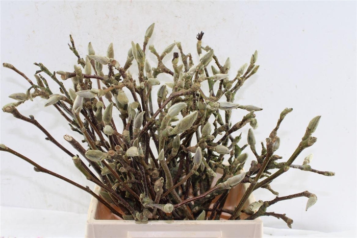 <h4>Magnolia Grandiflora</h4>