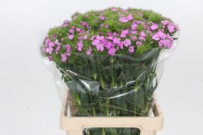 <h4>DI BARB MELIAN BRE</h4>