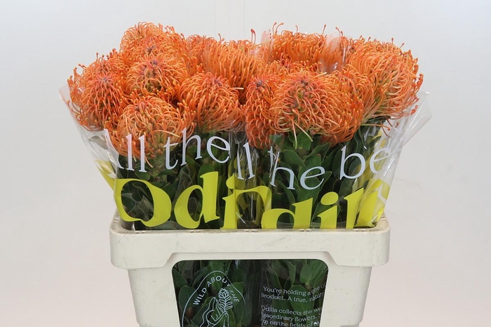 <h4>Nutans Ayoba Mandarin Zest</h4>