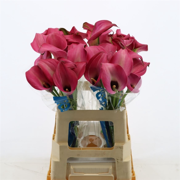 <h4>Calla Zazu</h4>