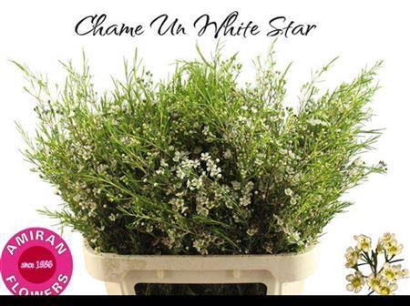 <h4>Chame Un White Star</h4>