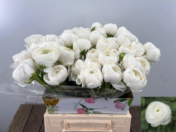 <h4>RANUNCULUS OV</h4>