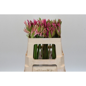 Nerine Mix