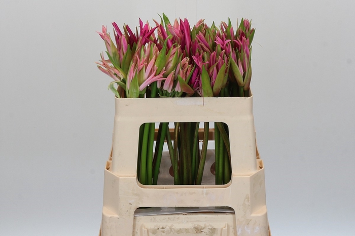 <h4>Nerine Mix</h4>