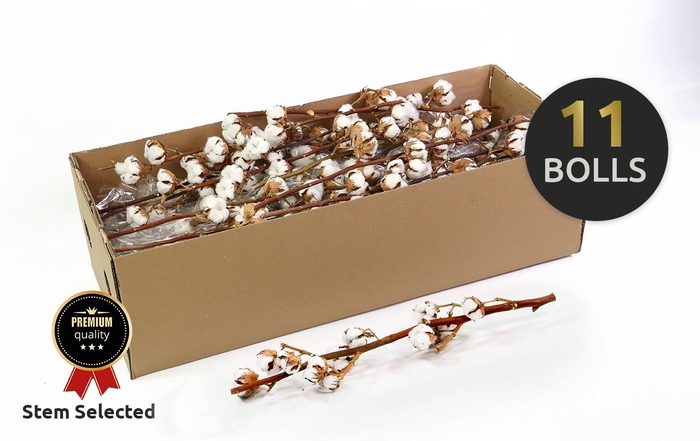 <h4>GOS HIRSUTUM WIT</h4>