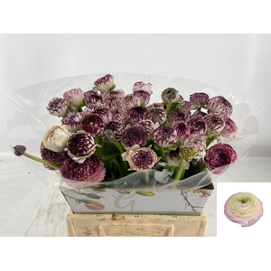 RAN ANDREA CAPPUCCIN