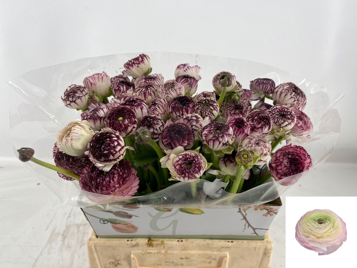 <h4>RAN ANDREA CAPPUCCIN</h4>