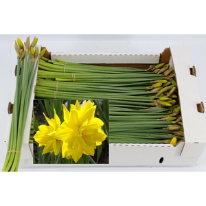 NARC D GOLDEN DUC BS