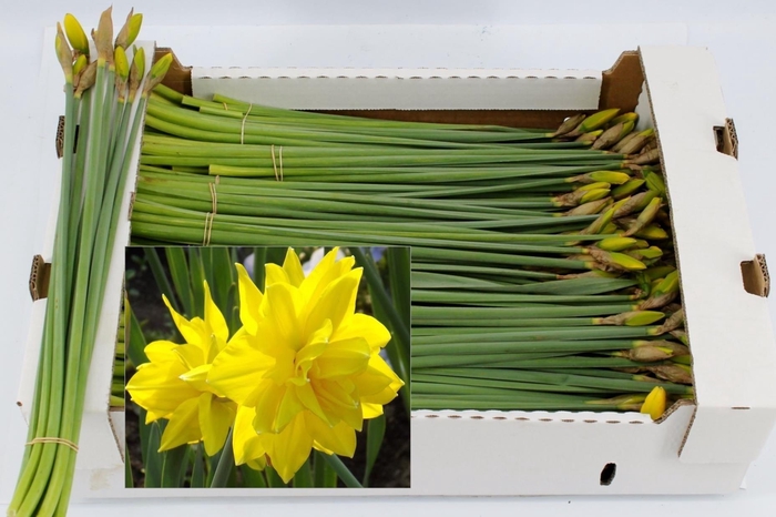 <h4>NARC D GOLDEN DUC BS</h4>