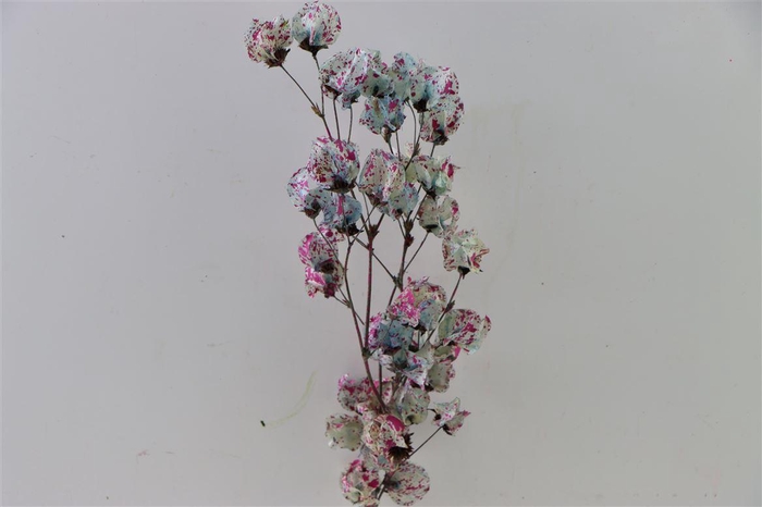 Dried Artz Bougainvillea Rubens Bunch
