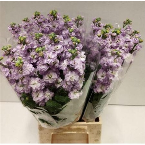 MATTHIOLA IRON MARINE 45CM
