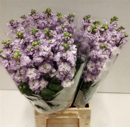 <h4>MATTHIOLA IRON MARINE 45CM</h4>