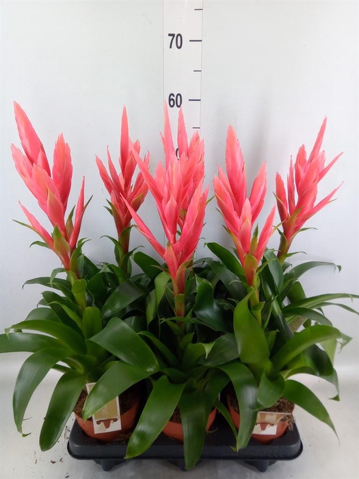 <h4>Tillandsia 'Ziva'</h4>