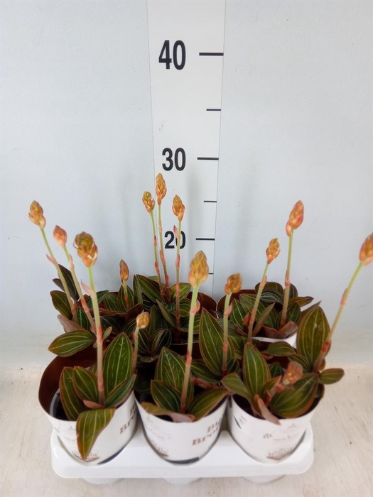 <h4>Ludisia discolor</h4>