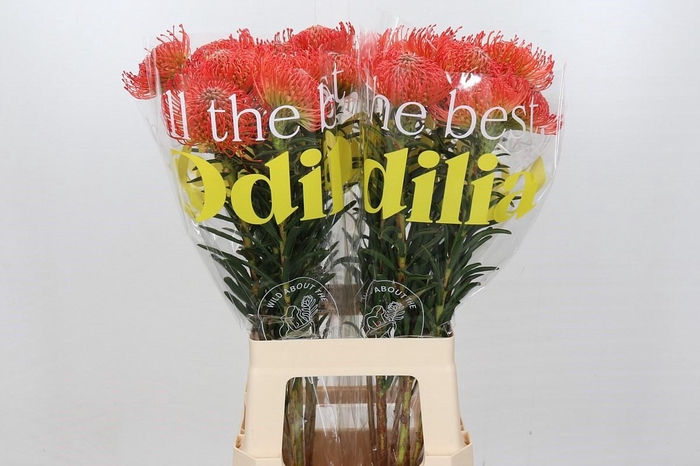 <h4>Nutans Succession</h4>