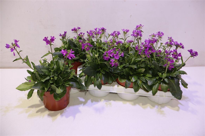 <h4>arr8 Arabis C Rosea</h4>