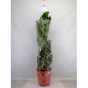 Zamioculcas zamiifolia