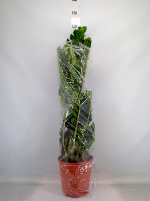 <h4>Zamioculcas zamiifolia</h4>