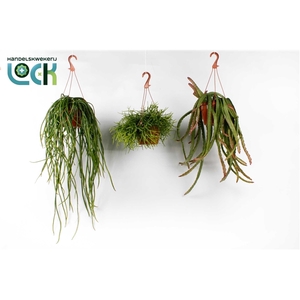 Rhipsalis hang mix