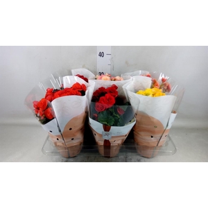 Begonia elat. DU   ...mix