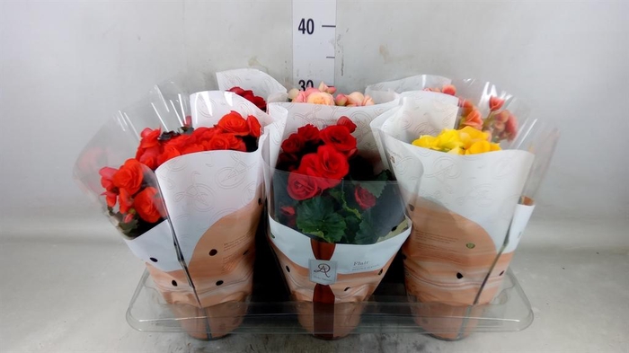 <h4>Begonia elat. DU   ...mix</h4>