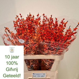 ILEX VE OUDIJ ORANGE