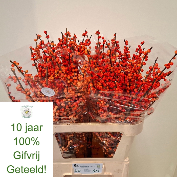 <h4>ILEX VE OUDIJ ORANGE</h4>