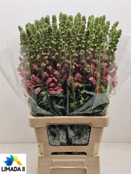 <h4>Antir Potomac D Orange</h4>