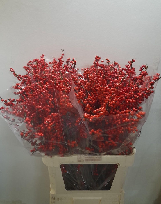 <h4>ILEX VE RODE BES</h4>