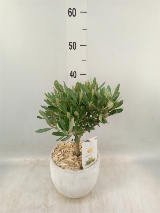 <h4>Arr.   Tuinplanten H%</h4>