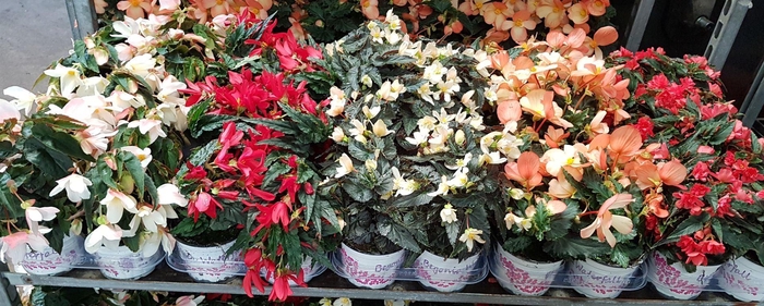 <h4>Begonia Waterfall</h4>