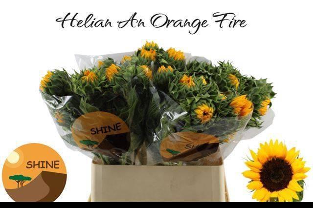 <h4>HELI ORANGE FIRE</h4>