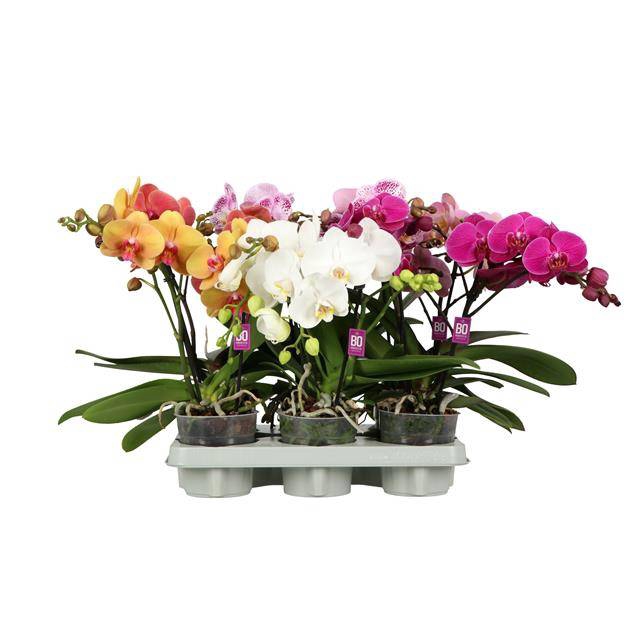 <h4>PHAL OPTI SHORTY MIX 2 SPIKE</h4>