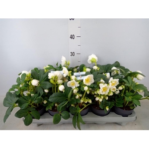 Helleborus   ...