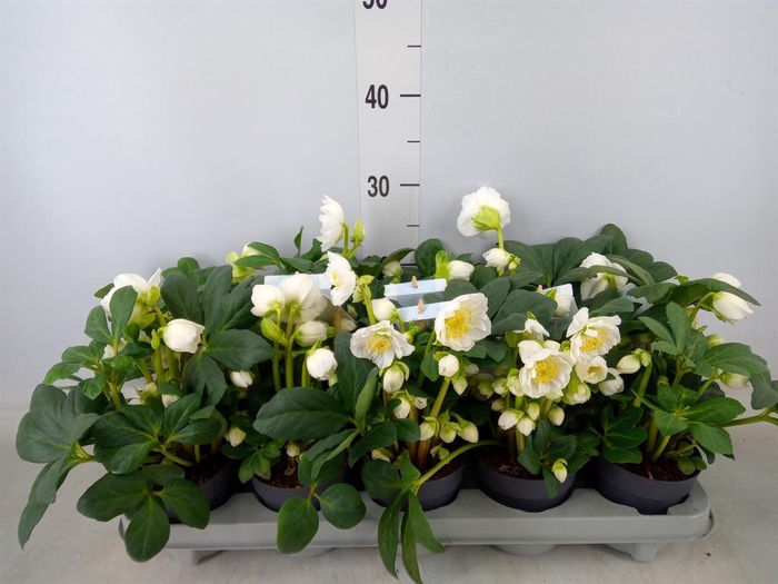 <h4>Helleborus ...</h4>
