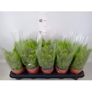 Nephrolepis exal. 'Vitale'