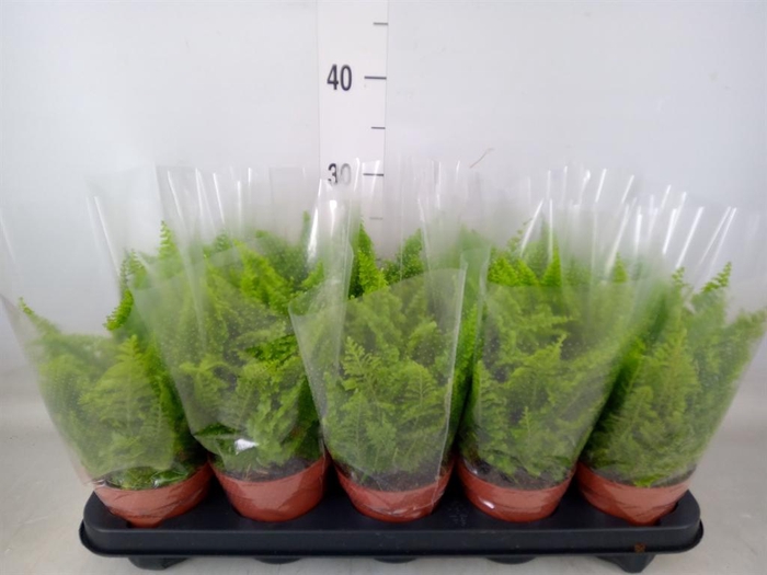 <h4>Nephrolepis exal. 'Vitale'</h4>