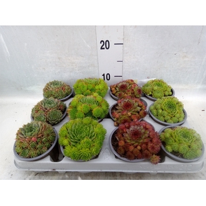 Sempervivum   ...mix