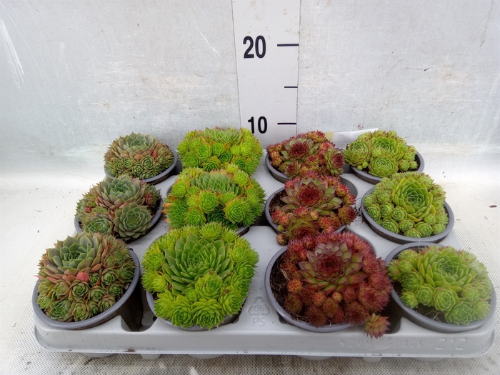 <h4>Sempervivum   ...mix</h4>