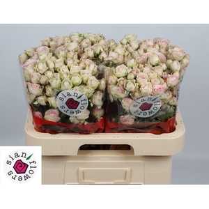 R TR SWEET BLOSSOMS