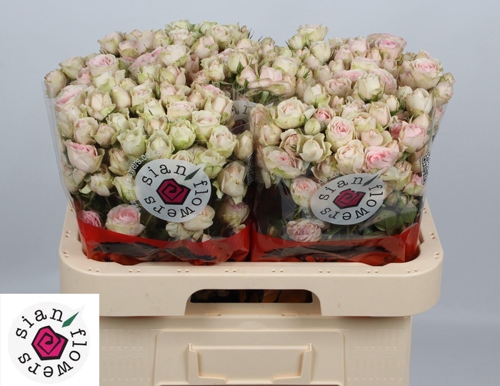 <h4>R TR SWEET BLOSSOMS</h4>