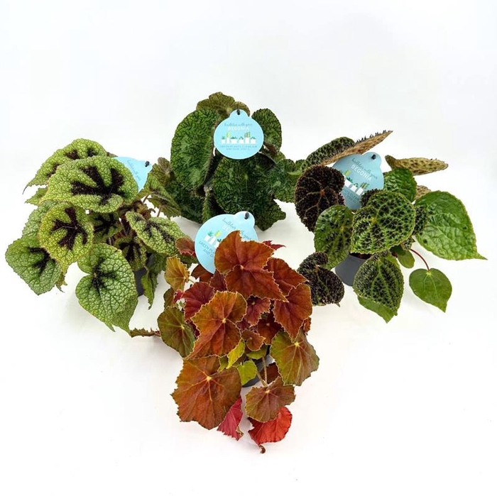 BEGONIA REX-HYBRID MIX p12