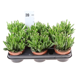 Crassula ovata 'Hobbit'