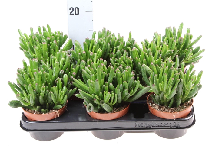 <h4>Crassula ovata 'Hobbit'</h4>