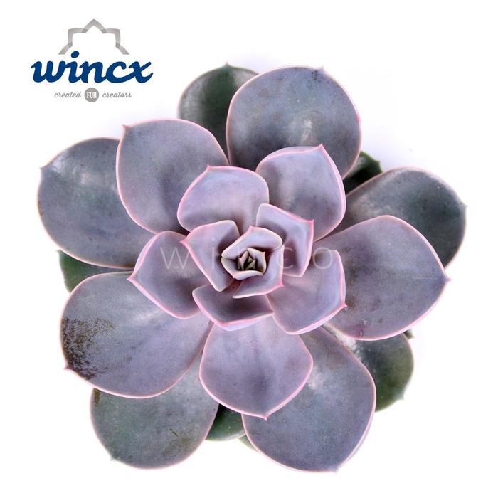 Echeveria Pearl Von Neurenberg Cutflower Wincx-5cm