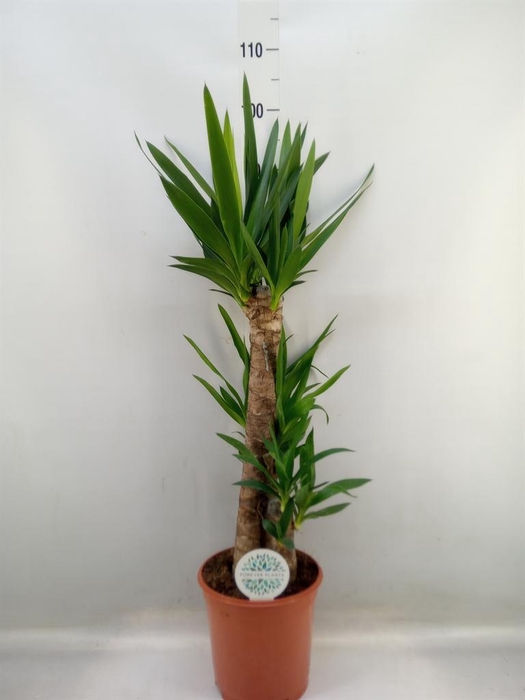 <h4>Yucca   ...</h4>