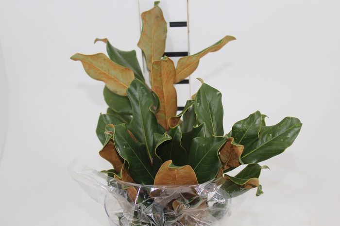 <h4>FOLHAGEM MAGNOLIA</h4>